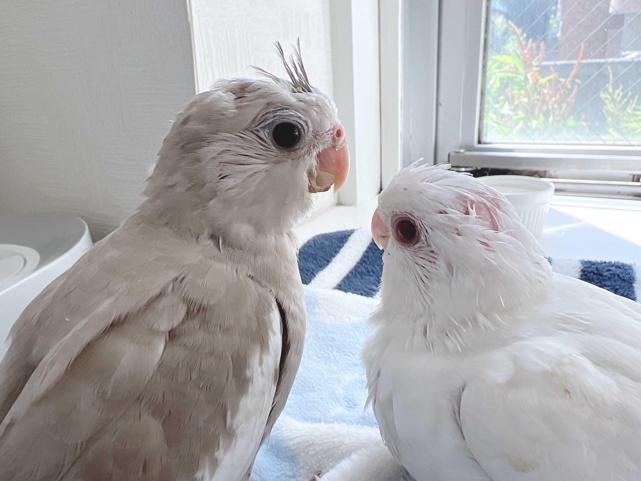 【オカメインコ】WFシナモン&WFルチノー（アルビノ）のヒナの募集です